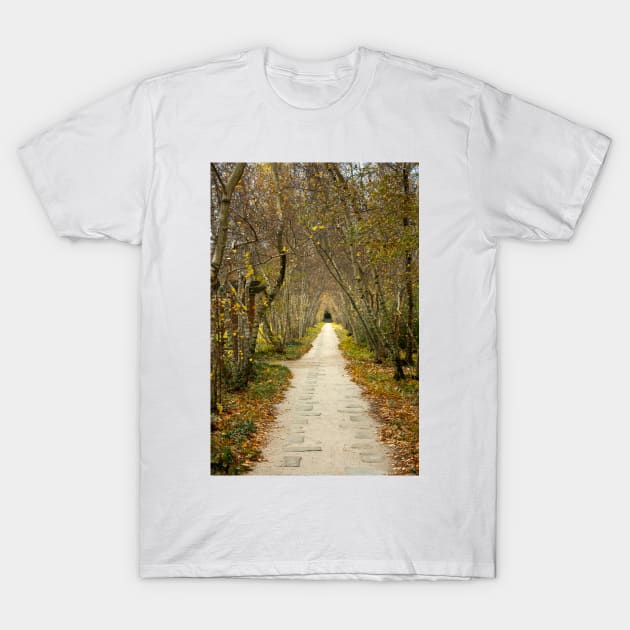 Fall Path T-Shirt by CWieDesign